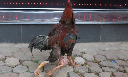 Cận cảnh chú gà 4 chân.