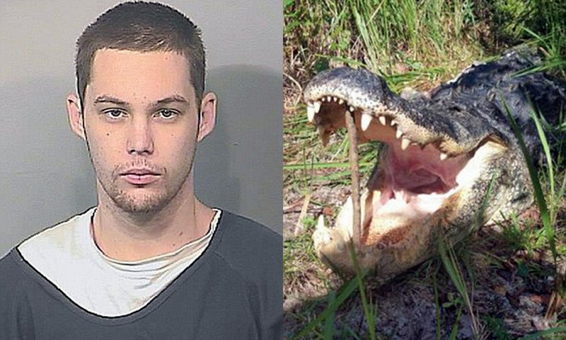 Trốn cảnh sát trong bụi rậm, tên trộm xấu số bị cá sấu ăn thịt 