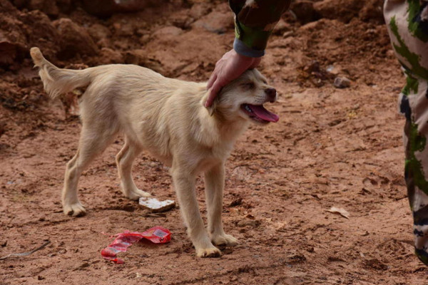 Chó tuyệt thực, quyết tìm chủ bị nạn dưới đống đổ nát