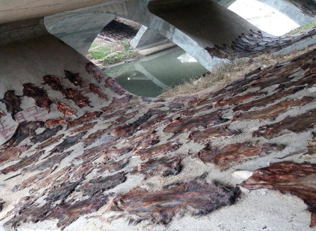 Hoảng hồn phát hiện hàng trăm tấm da chó dưới chân cầu