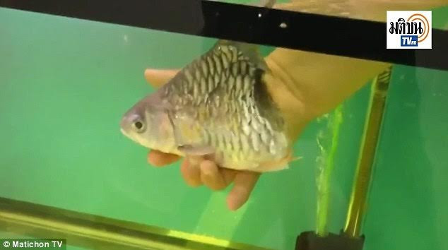 Lạ kỳ cá sống thêm nửa năm dù chỉ còn mỗi đầu