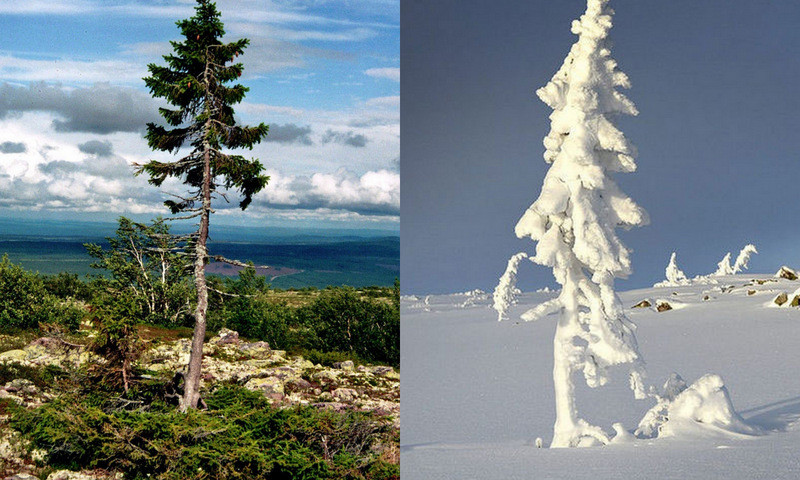 Nhìn gần 'thần mộc' cả vạn năm vẫn tươi xanh trên non cao