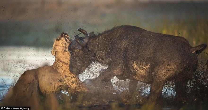 ‘Chiến binh’ trâu rừng húc chết sư tử để bảo vệ đồng loại