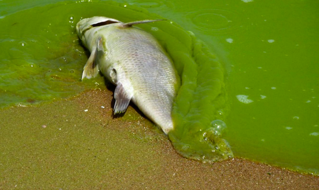 Những hình ảnh khó tin về tảo nở hoa