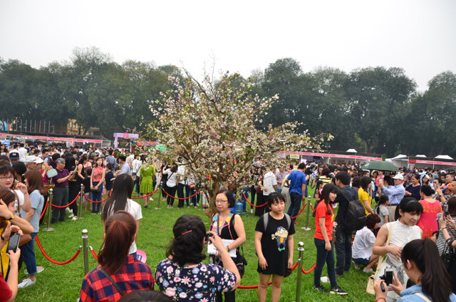 Dân Thủ đô chen chân ngắm hoa anh đào ở Hoàng Thành