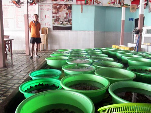 Nhà hàng hải sản ven biển rơi vào tình trạng đìu hiu vì khách “ngó lơ” cá biển. Ảnh: Giang Thanh.