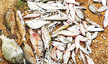 Cá chết la liệt, được người dân gom về cho heo ăn. Ảnh: Hoàng Nam.