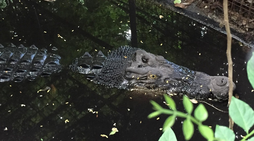 Albert bơi lội tung tăng trong vườn nhà bà Helen.