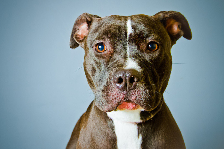 Chó pitbull (Ảnh minh họa)