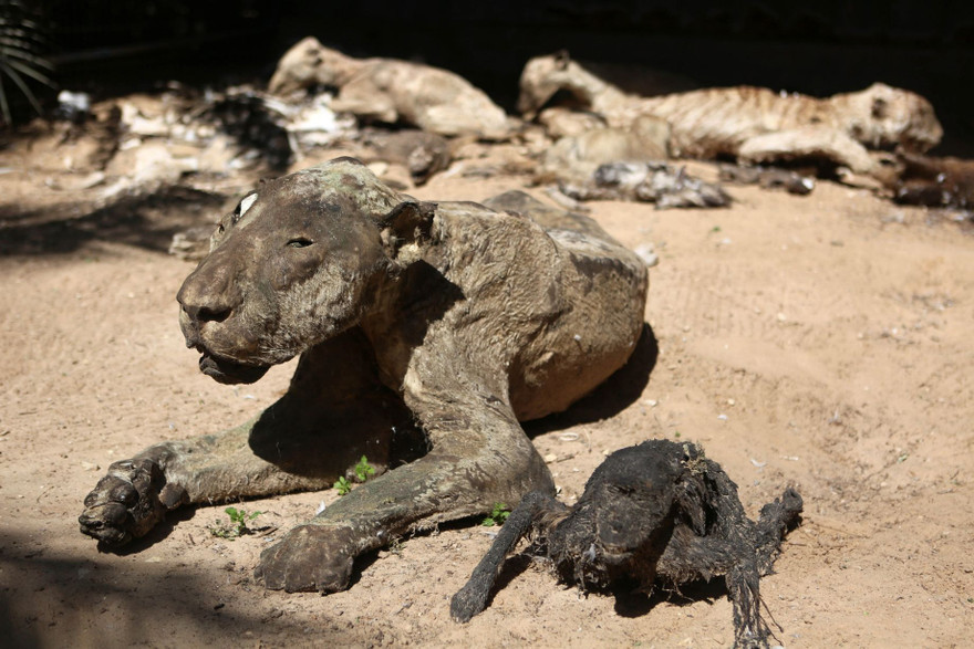 Vườn thú Khan Younis ở Dải Gaza được mệnh danh là vườn thú kinh hoàng nhất thế giới, nơi toàn bộ động vật và chim muông bị bỏ đói đến chết, tạo nên một cảnh tượng ám ảnh. 