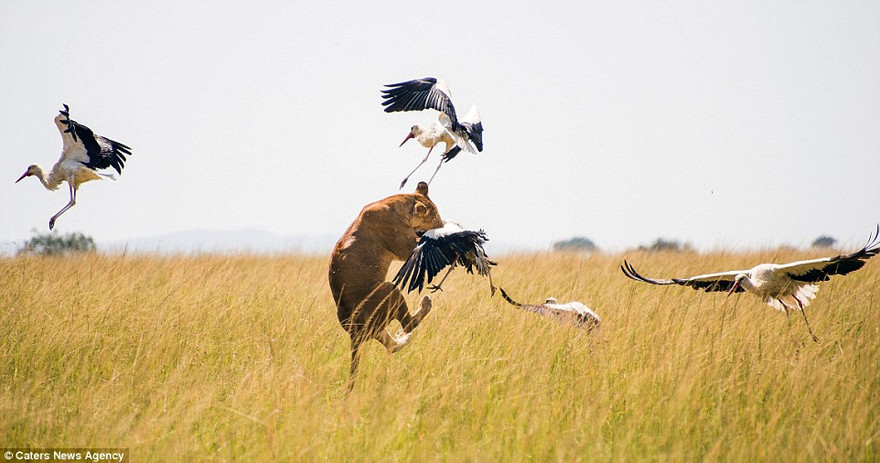 Không bắt được thú lớn, sư tử vồ cò trắng ăn tạm