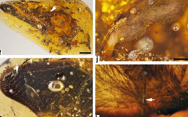 Tìm thấy cánh khủng long trong hổ phách triệu năm