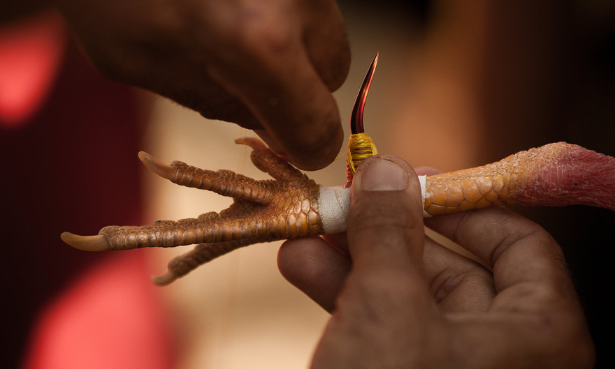 Gà chọi được gắn cựa sắt. Ảnh minh họa