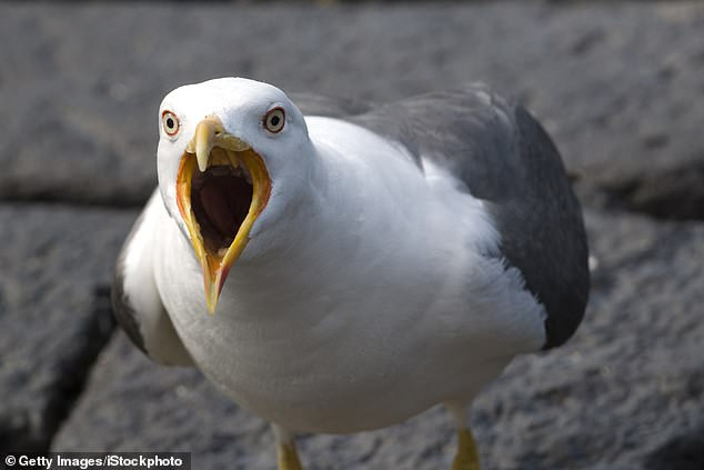 Chim mòng biển. Ảnh minh họa