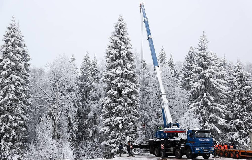 Cây thông 90 năm tuổi, cao 28m. Ảnh: Tass
