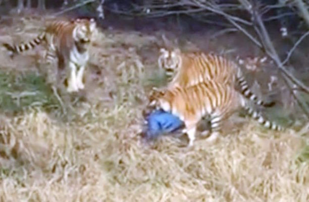 Cả đàn hổ quây vào tấn công người đàn ông xấu số. 