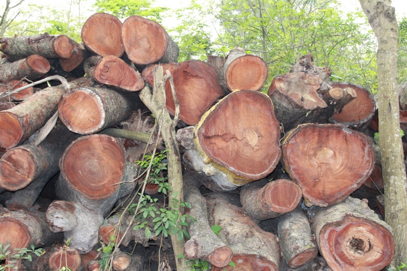 Cận cảnh 'nghĩa địa' cây xanh vừa bị triệt hạ ở Thủ đô