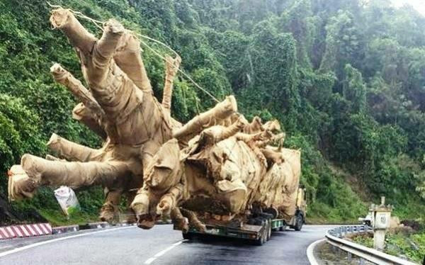 Cây khủng bon bon trên đường vượt qua nhiều trạm CSGT nhưng chưa bị xử lý.