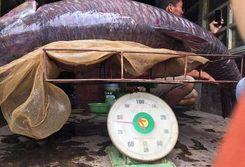 Cá dài hơn 1,5 mét, người dân phải đặt lên một giá sắt để cân. Ảnh: N.Đ.