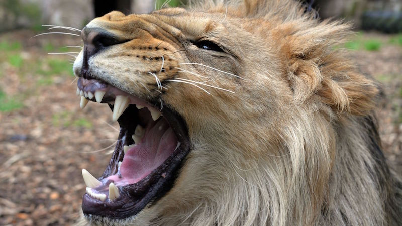 Một cá thể sư tử của vườn thú Eifel. Ảnh: Sky 