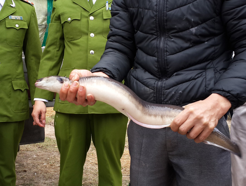 Cơ quan chức năng kiểm tra số hải sản lậu.