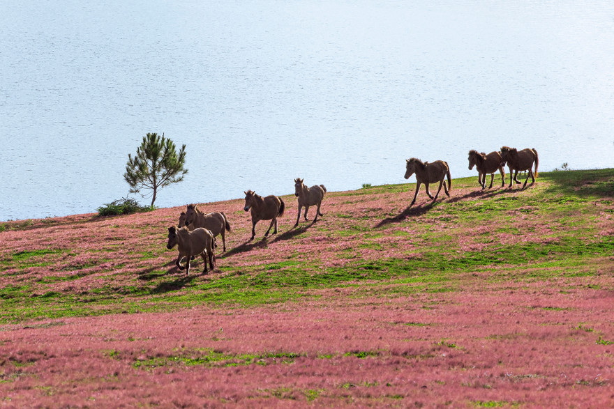 Náo nức với Mùa hội Cỏ hồng đầu tiên ở Đà Lạt 
