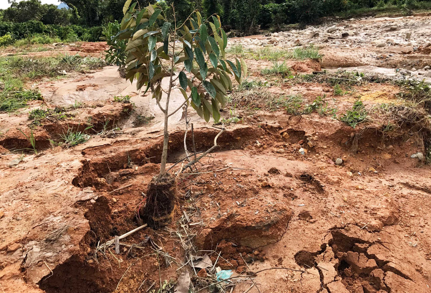 Khoảnh vườn chỉ còn trơ trọi 1 cây.