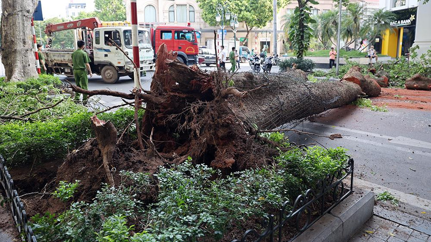 Trời tạnh ráo, cây xanh bất ngờ đổ chắn ngang phố Hà Nội