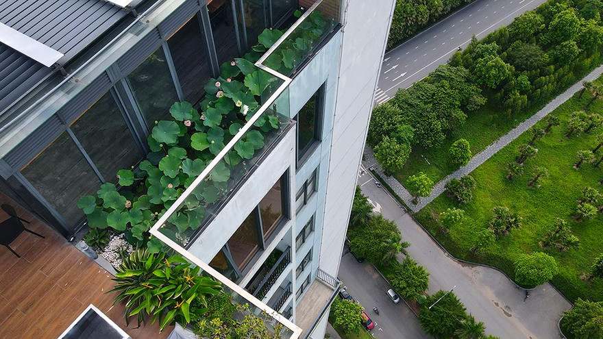 Mãn nhãn với hồ sen thơm ngát trên lưng chừng trời của cặp vợ chồng trẻ Hà Nội