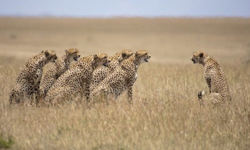 Bầy báo săn đực chầu chực để gây ấn tượng với Malaika. Ảnh: Clement Kiragu.