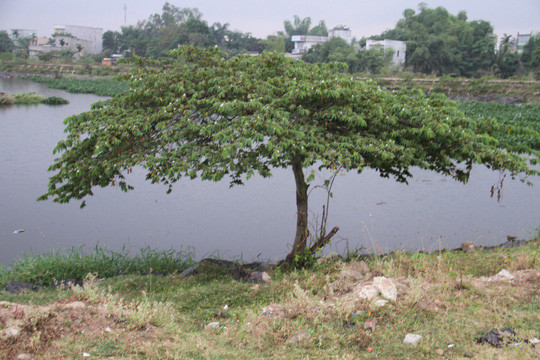 Cây trứng cá - nơi người dân phát hiện thi thể nam thanh niên chết trong tư thế treo cổ