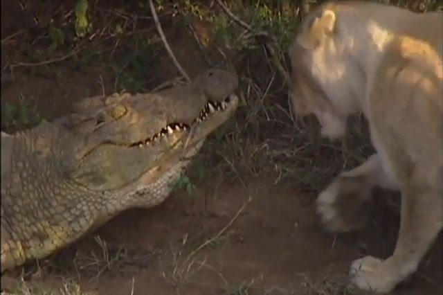 Con sư tử đầu đàn chuẩn bị mở cuộc tấn công cá sấu.