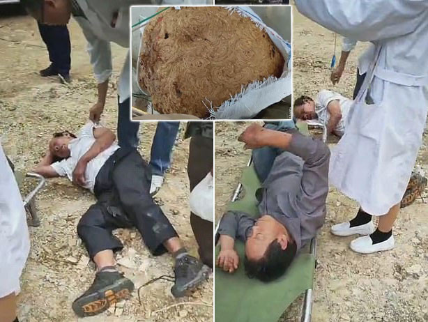 Hai nạn nhân nằm lăn lộn dưới đất sau khi đụng trúng tổ ong bắp cày khủng. 