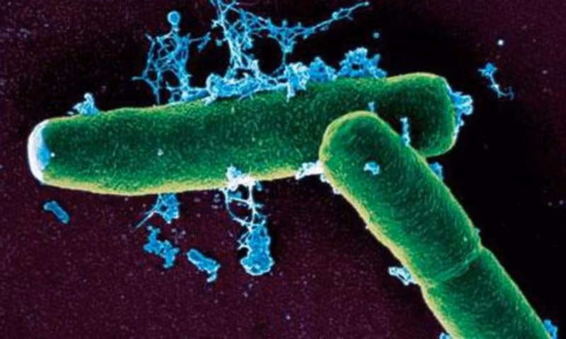 Bacillus anthracis, mầm bệnh gây ra bệnh than. Ảnh: Global Times
