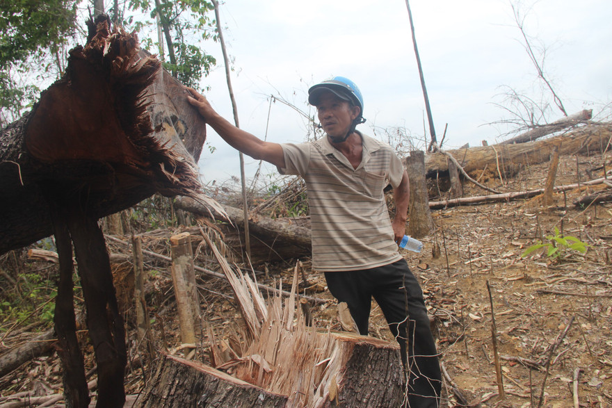 Hiện trường vụ phá rừng phòng hộ Tiên Lãnh bị tàn phá. Ảnh H. Văn