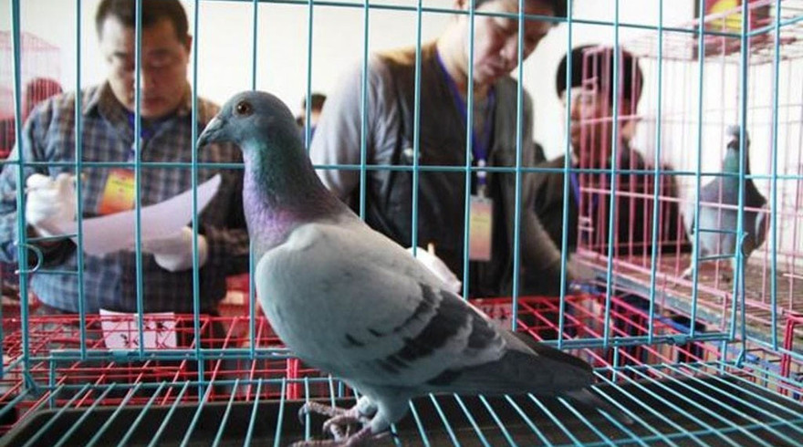 Ảnh minh họa: Shanghaiist