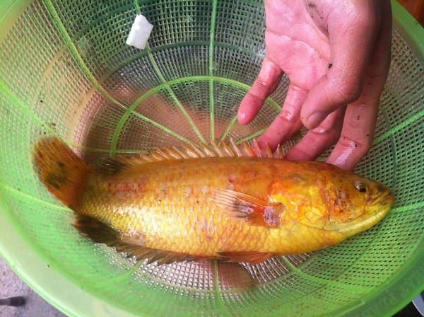 Sáng nay (17/2), một người dân Đà Nẵng đã bắt được con cá rô đồng khá lạ.