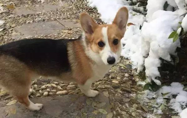Chú chó Corgi quý giá của ông chủ Vương.