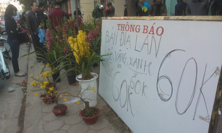 Tuy giảm giá nhưng các hộ kinh doanh phong lan dịp tết vẫn kiếm lãi lớn.