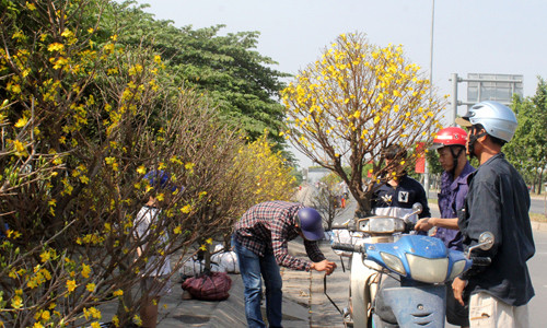 Ngày cuối cùng của năm Ất Mùi, gốc mai 8 năm tuổi giá 3 triệu đồng đã hạ xuống còn một triệu đồng. Ảnh: Vũ Lê/VnExpress