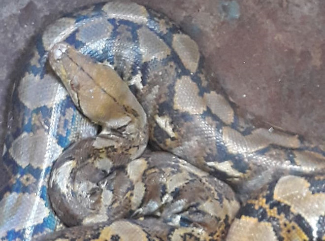 Người dân bắt được sinh vật giống trăn, có 9 'lỗ mũi' ở Đắk Lắk