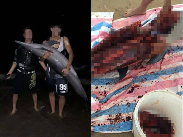 Thực hư chuyện cá heo mắc cạn ở Đồ Sơn bị người dân xẻ thịt