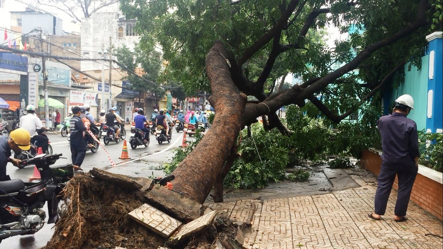 Cổ thụ cao 20m bật gốc trước cổng trường ở Sài Gòn