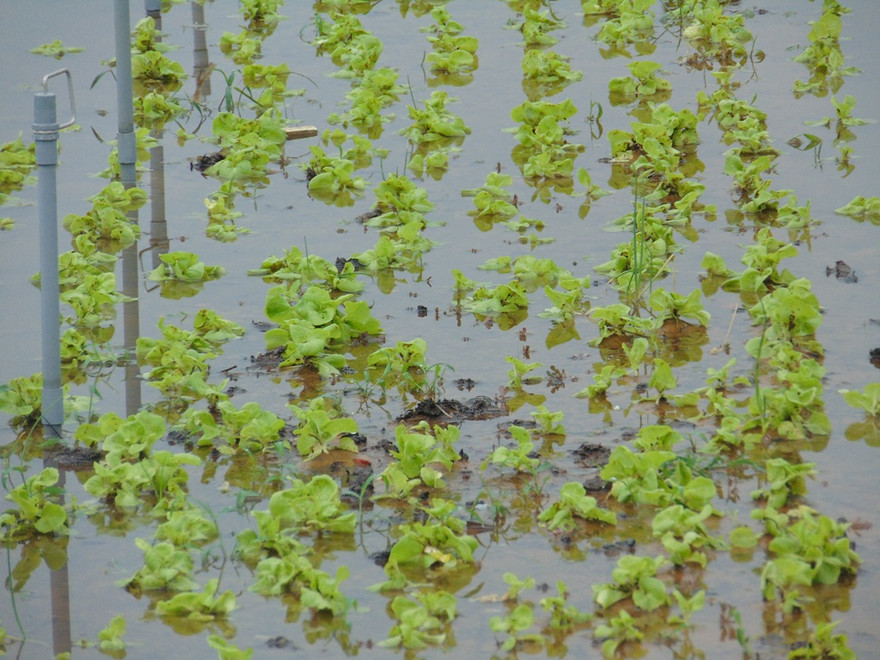 Rau màu bị ngập nặng tại huyện Quỳnh Lưu.