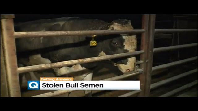 Số tinh trùng bị đánh cắp là của những con bò đực có nhiều gen tốt, khỏe mạnh.