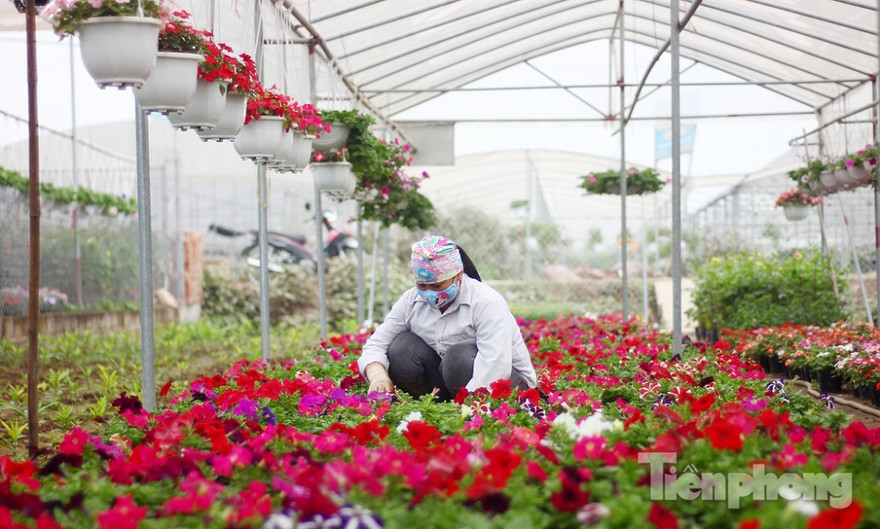 Từ lâu, huyện Văn Giang (tỉnh Hưng Yên) đã trở thành một trong nhưng vựa cây, hoa cảnh lớn ở khu vực phía Bắc. Do đó, đây cũng được coi là một trong những nơi có thể cảm nhận không khí Tết Nguyên đán sớm một cách rõ rệt nhất. 