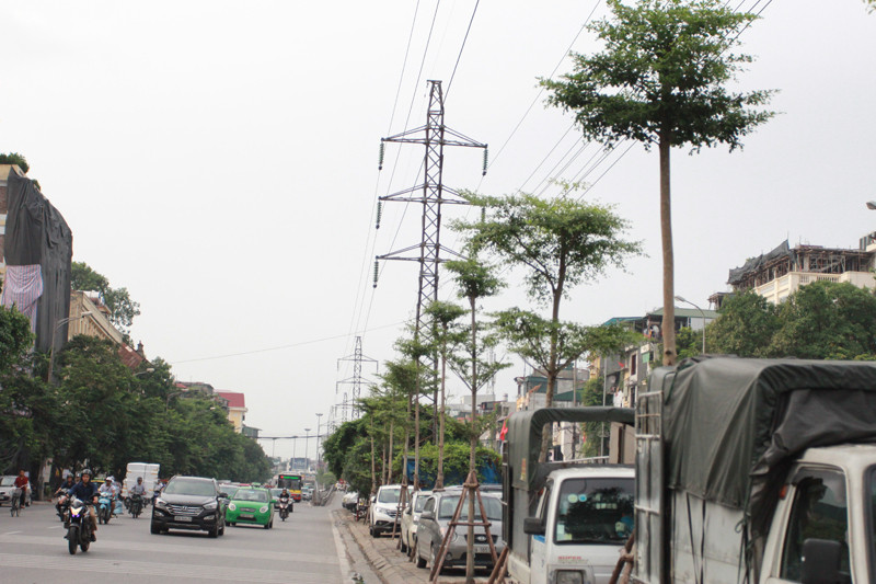 Cây xanh được trồng dưới lưới điện cao áp.