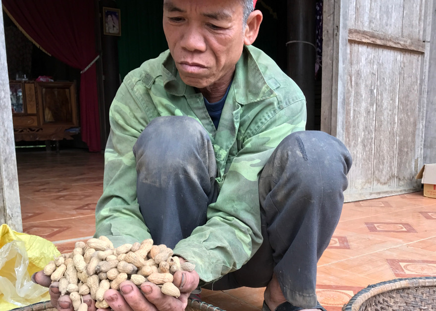 Nông dân thôn Tiền Phong bức xúc vì bị cấp giống lạc kém chất lượng