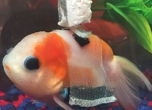 Cá vàng mắc bệnh hiếm, buộc phải dùng... ‘xe lăn’