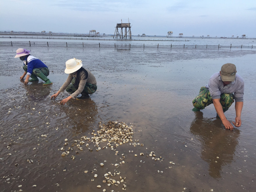 Người dân thu gom ngao chết.